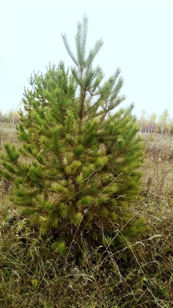 Сосна обыкновенная/ Pinus silvestris