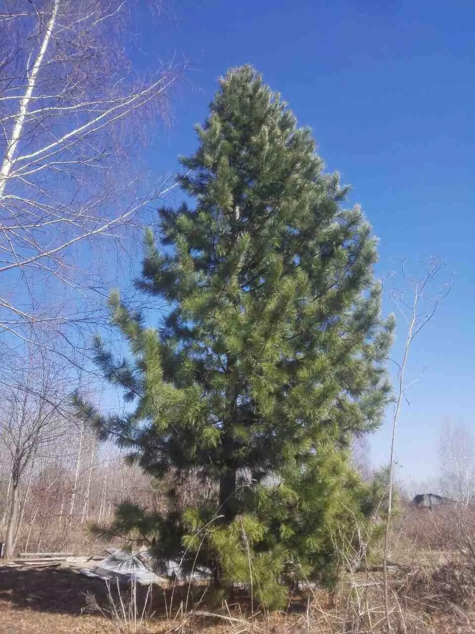 Сосна кедровая сибирская/ Pinus sibirica