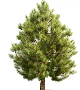Сосна кедровая сибирская/ Pinus sibirica