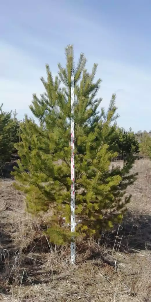 Сосна обыкновенная/ Pinus silvestris